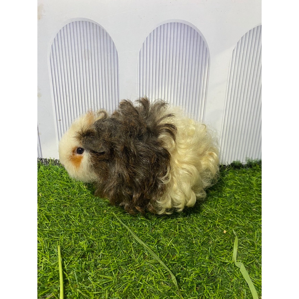 guinea pig texel/ marmut hias texel dewasa