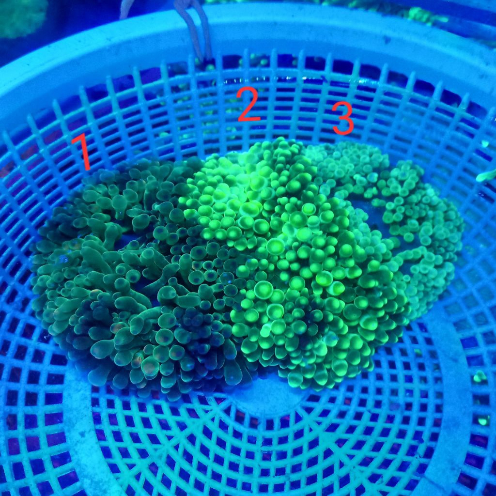 anemon jagung size sm