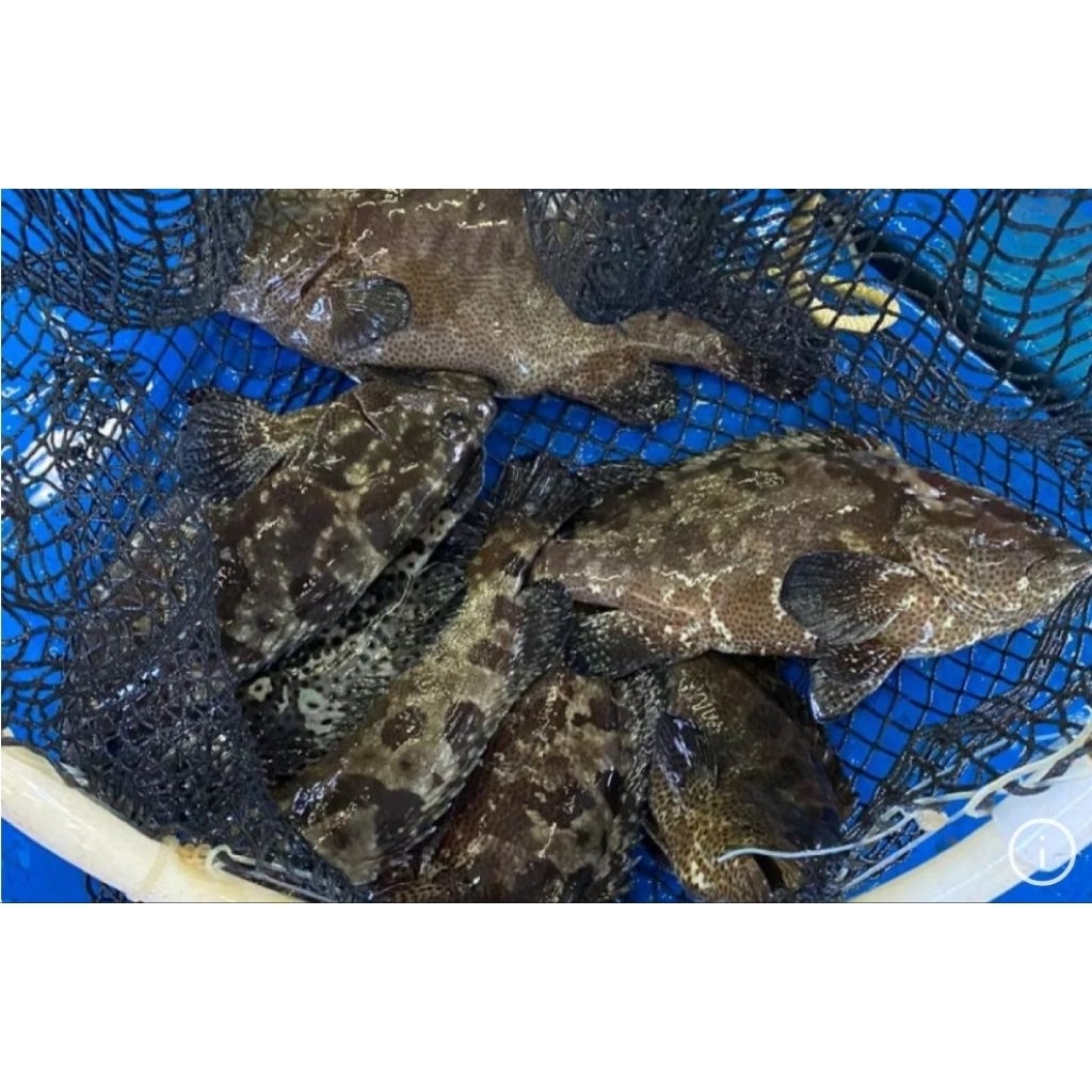 Ikan Kerapu Hidup 600gr–1kg Up