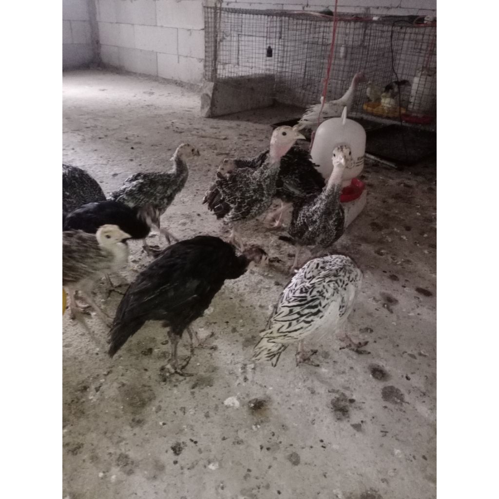Ayam Kalkun | Kalkun | Ayam Kuluk | Usia 2 Bulan | Yan45
