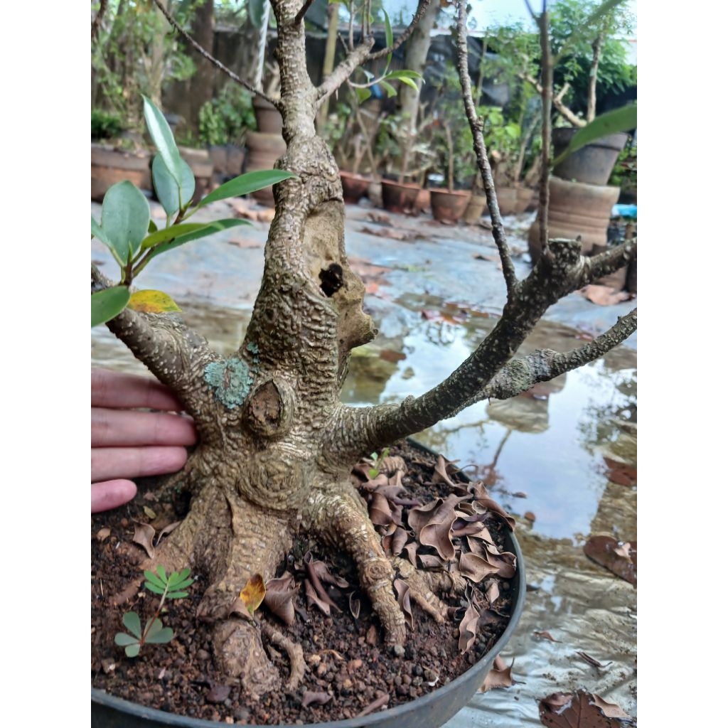 bahan bonsai kimeng bogel bagus prospek