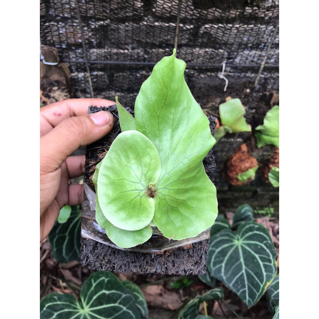 Platycerium Neptune Small