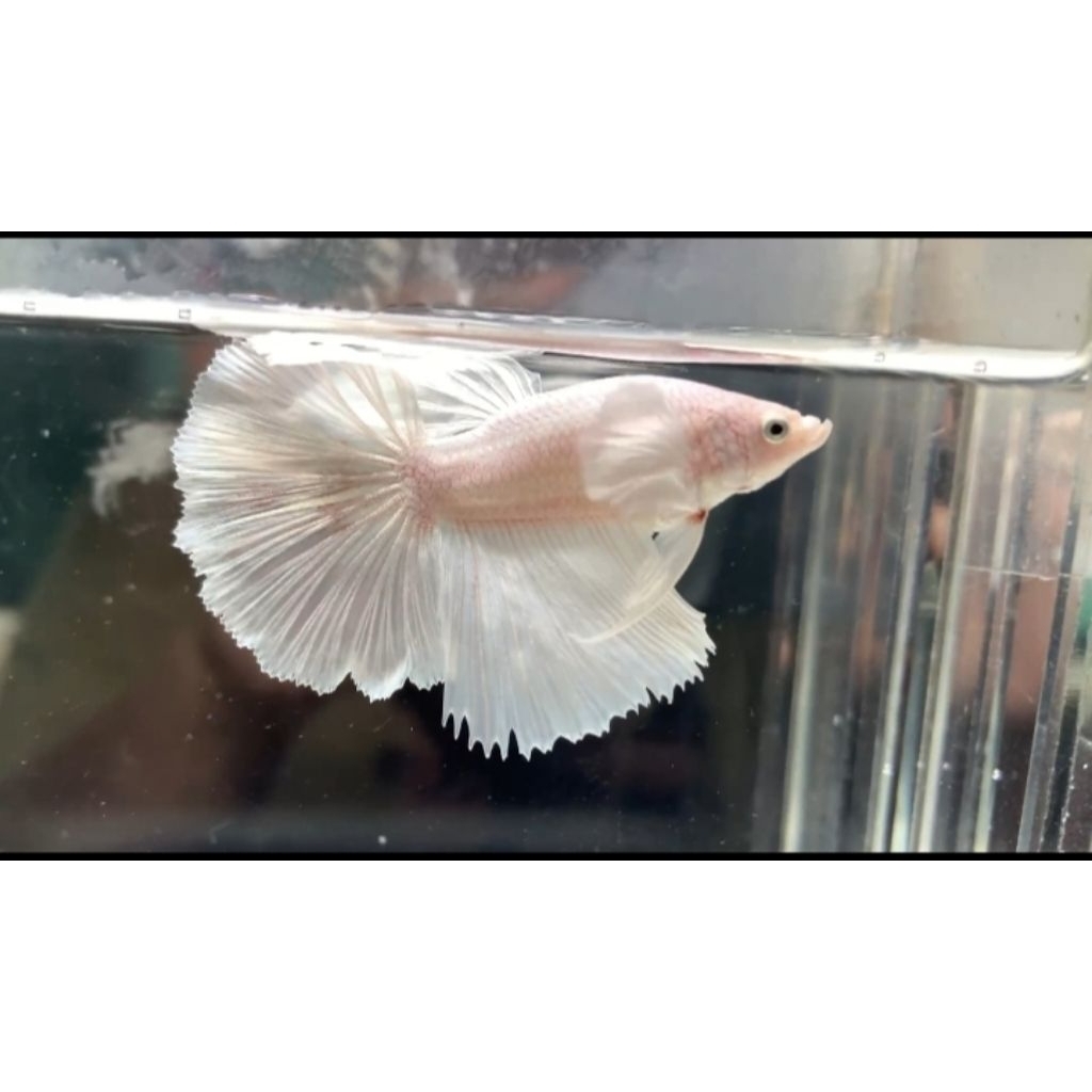 Halfmoon Dumbo ear white platinum