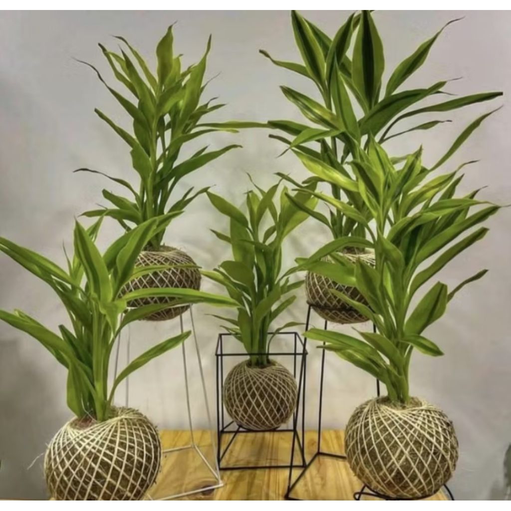 Tanaman Sri Rejeki Kuning/ Bambu Hoki, Pohon Sri Rejeki