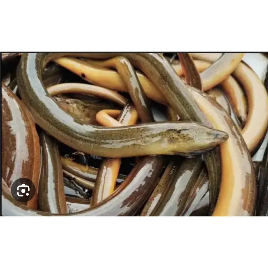 Belut Sawah Hidup Umpan Mancing Bijian