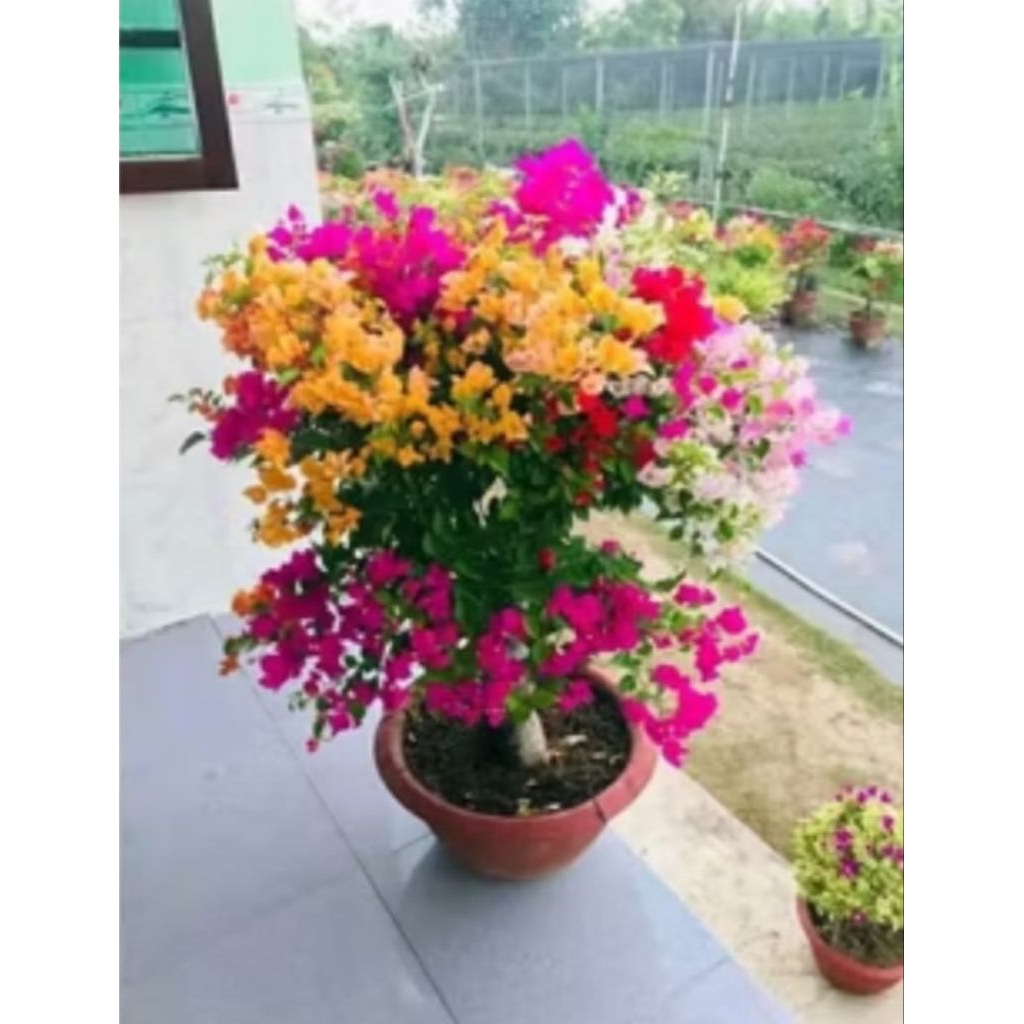 Tanaman Hiass Bougenville 4 Warna Tanaman Warna Warni