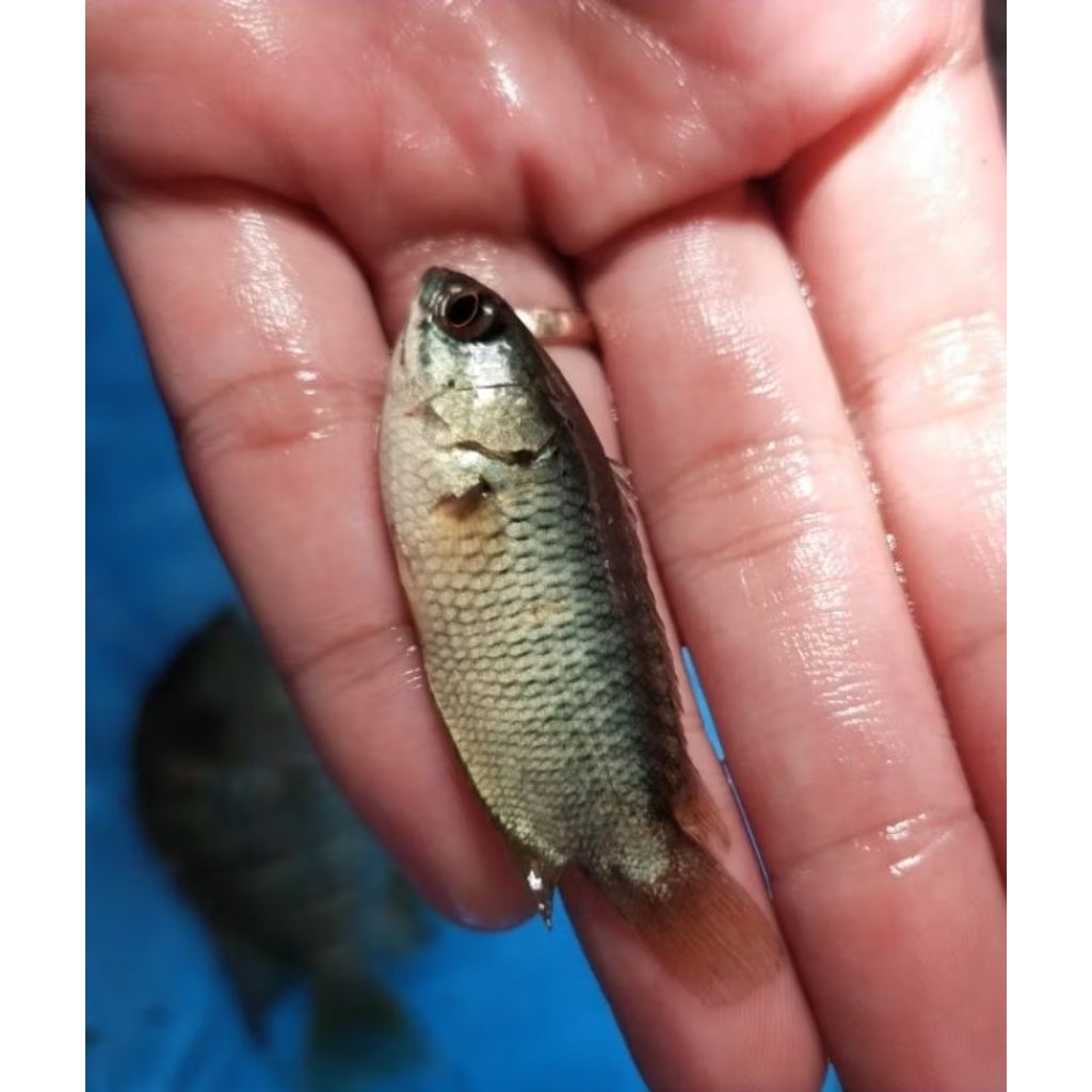 vitamin super original ikan hiyas bibit unggul nila/patin/papuyu/kolam dekorasi aquarium Akuarium aq