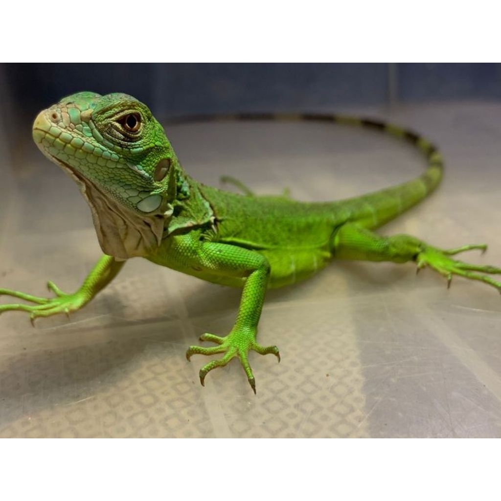 Iguana Green Baby