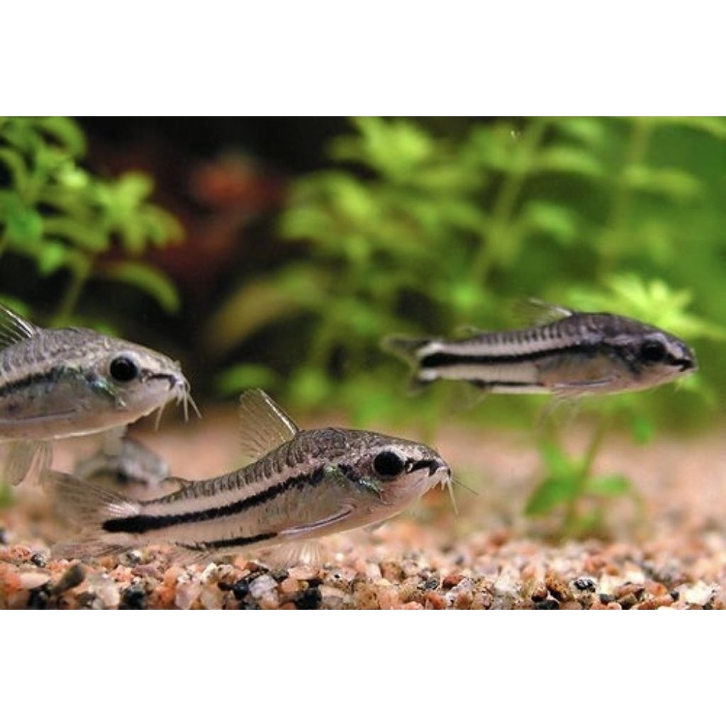 corydoras pigmy / cory pigmi / dwarf corydoras ikan pembersih lumut