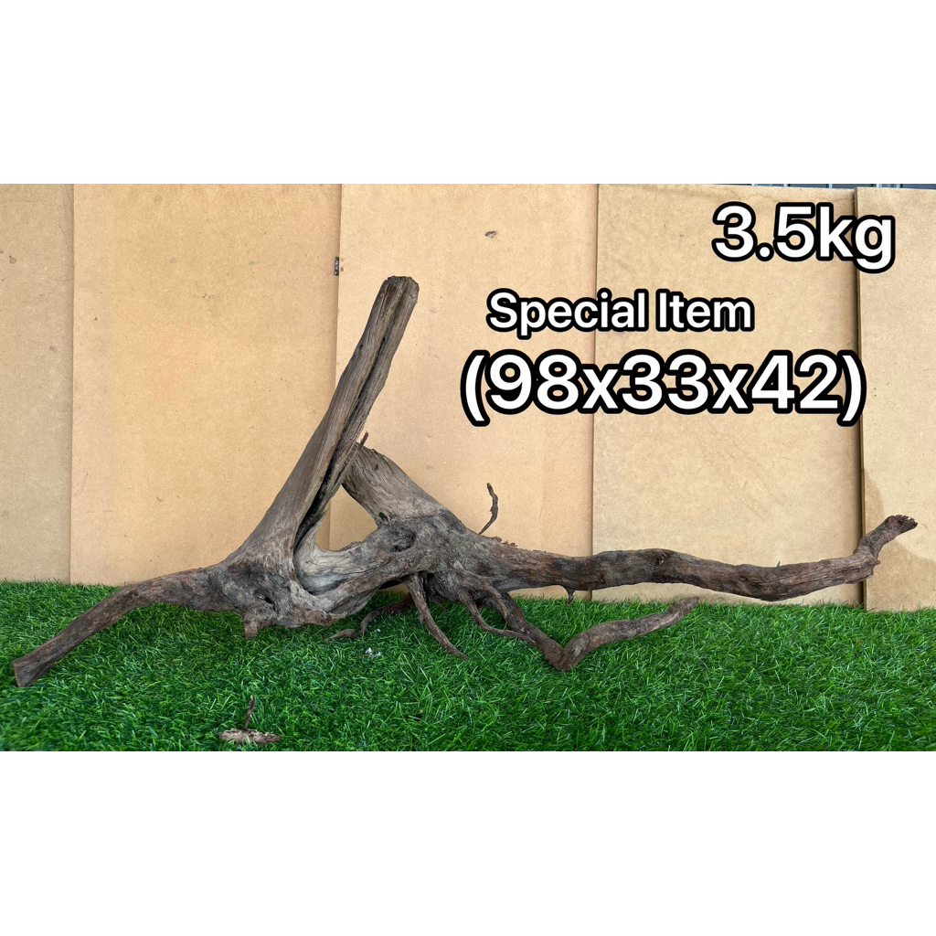 Bonggol Akar kayu santigi laut SULAWESI aquascape berat <10kg