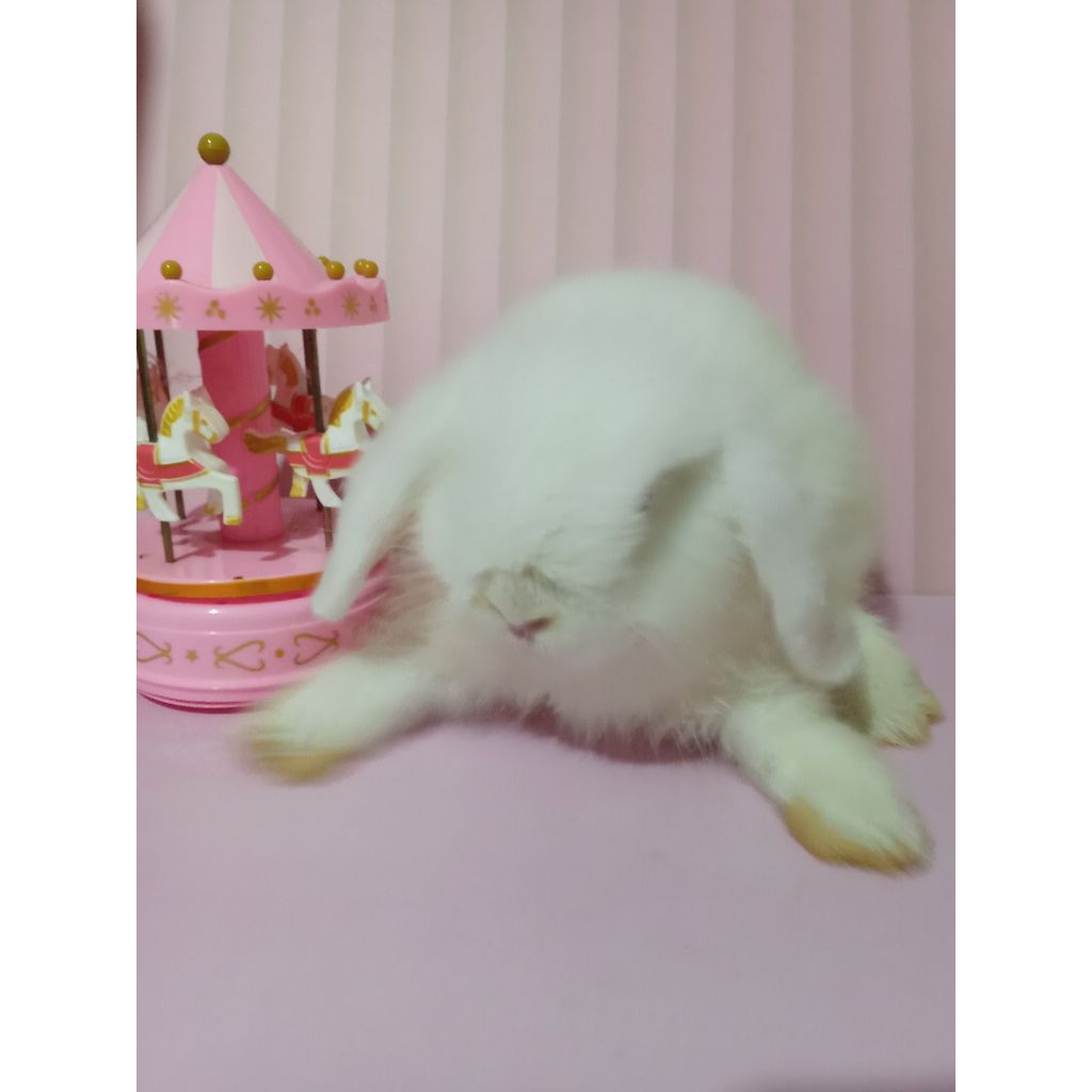 Kelinci Holland Lop REW Kelinci Hias