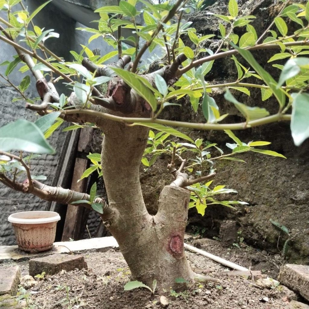 Bahan bonsai loa dongkelan super jumbo