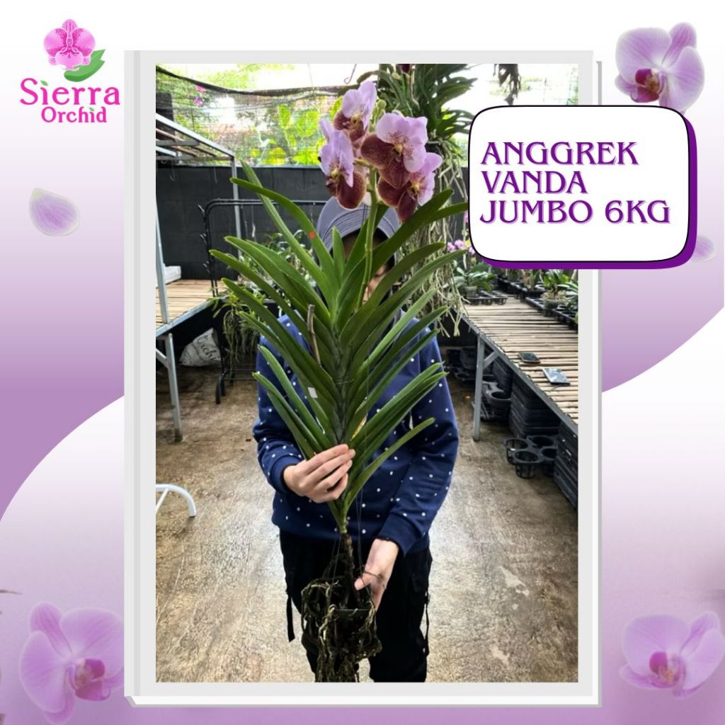 Anggrek Vanda Jumbo 6kg