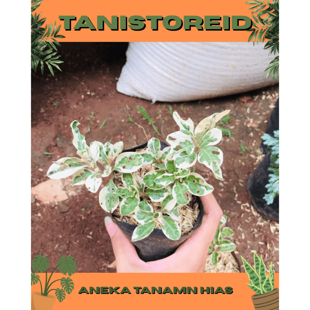 Tanaman hiass krokot putih / krokot putih