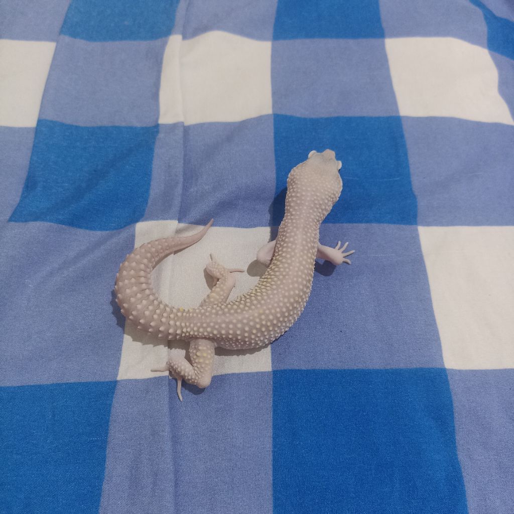 Gecko Jantan Indukan BZ0 Blizzard Eclipse possible Mack Snow