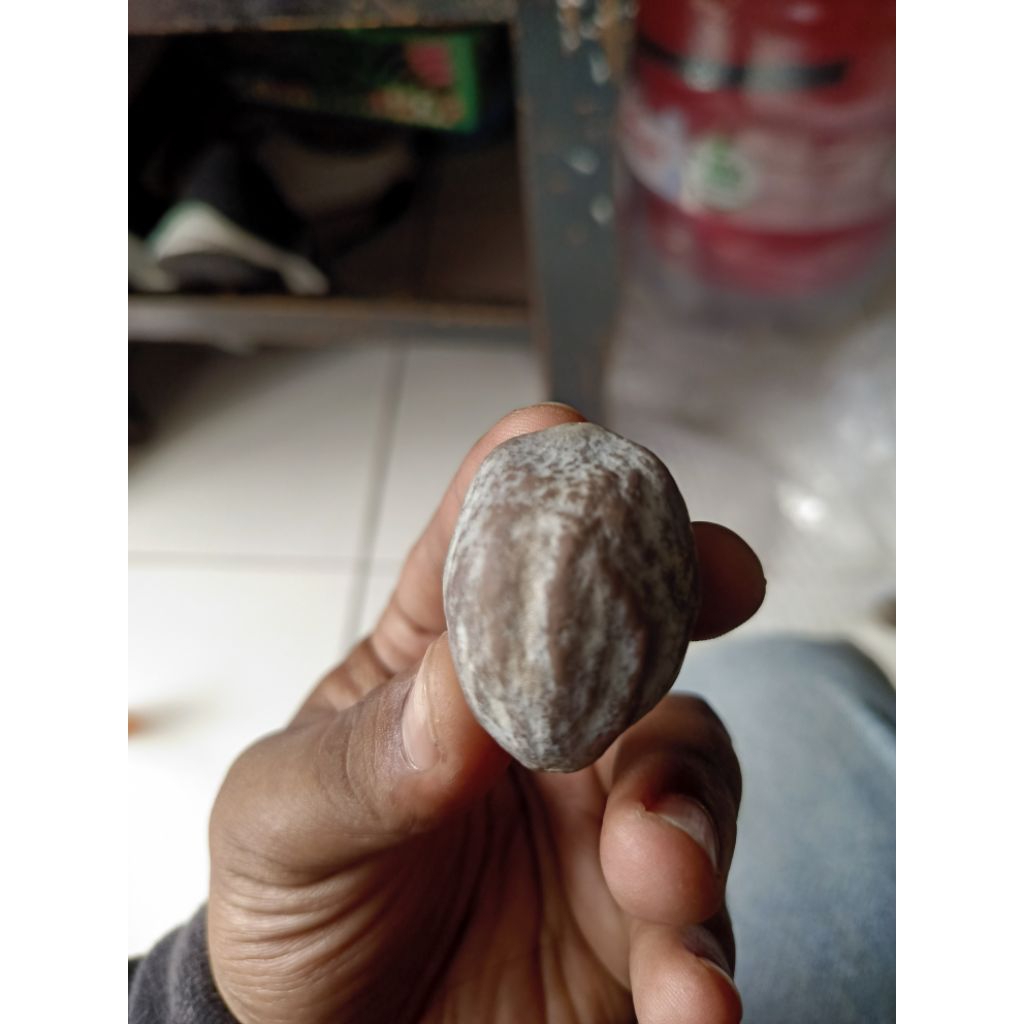 muncang adu kojoan ( jawa si kawung) panjangan