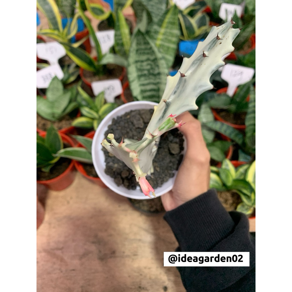 Euphorbia Lactea (White Ghost)