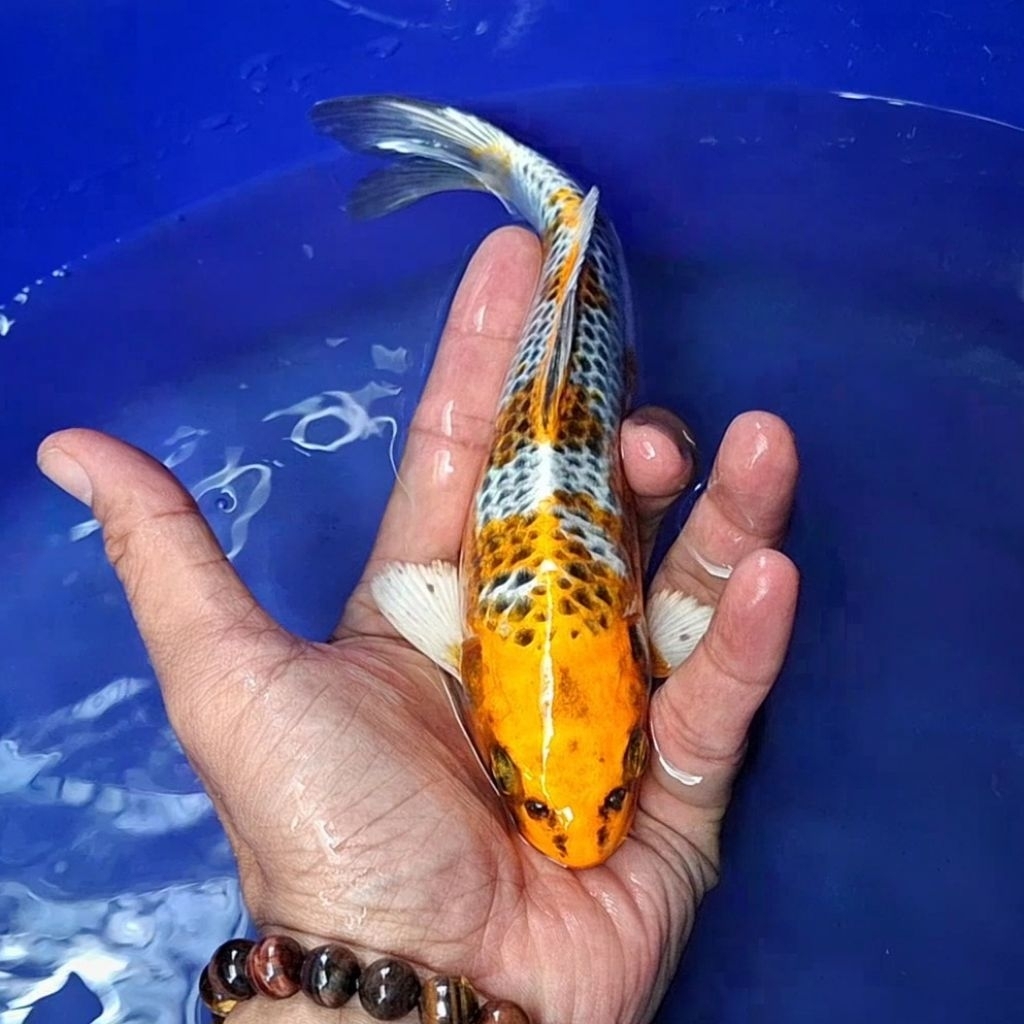 Ikan Koi Blitar Jenis Kujaku / Rumah Koi Jakarta / kode 0024
