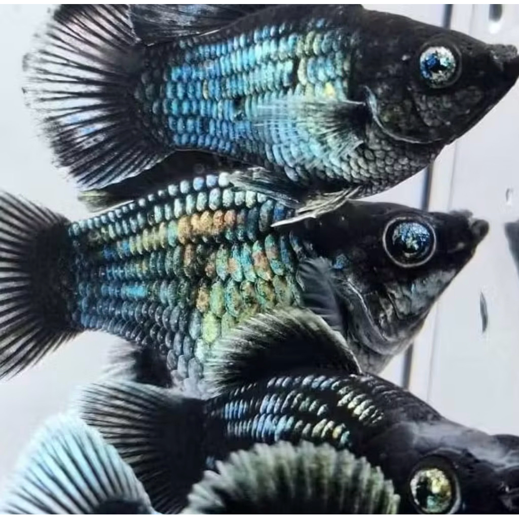 promo psngan blue elektrik balon