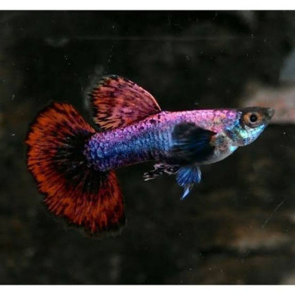 Guppy Magenta Koi short body