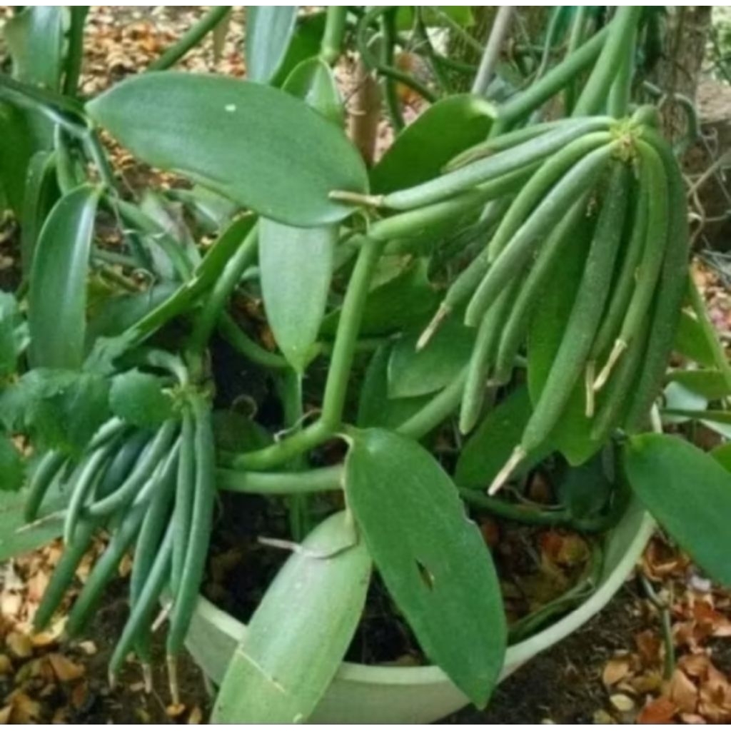 Bibit Vanili Unggul – Siap Tanam