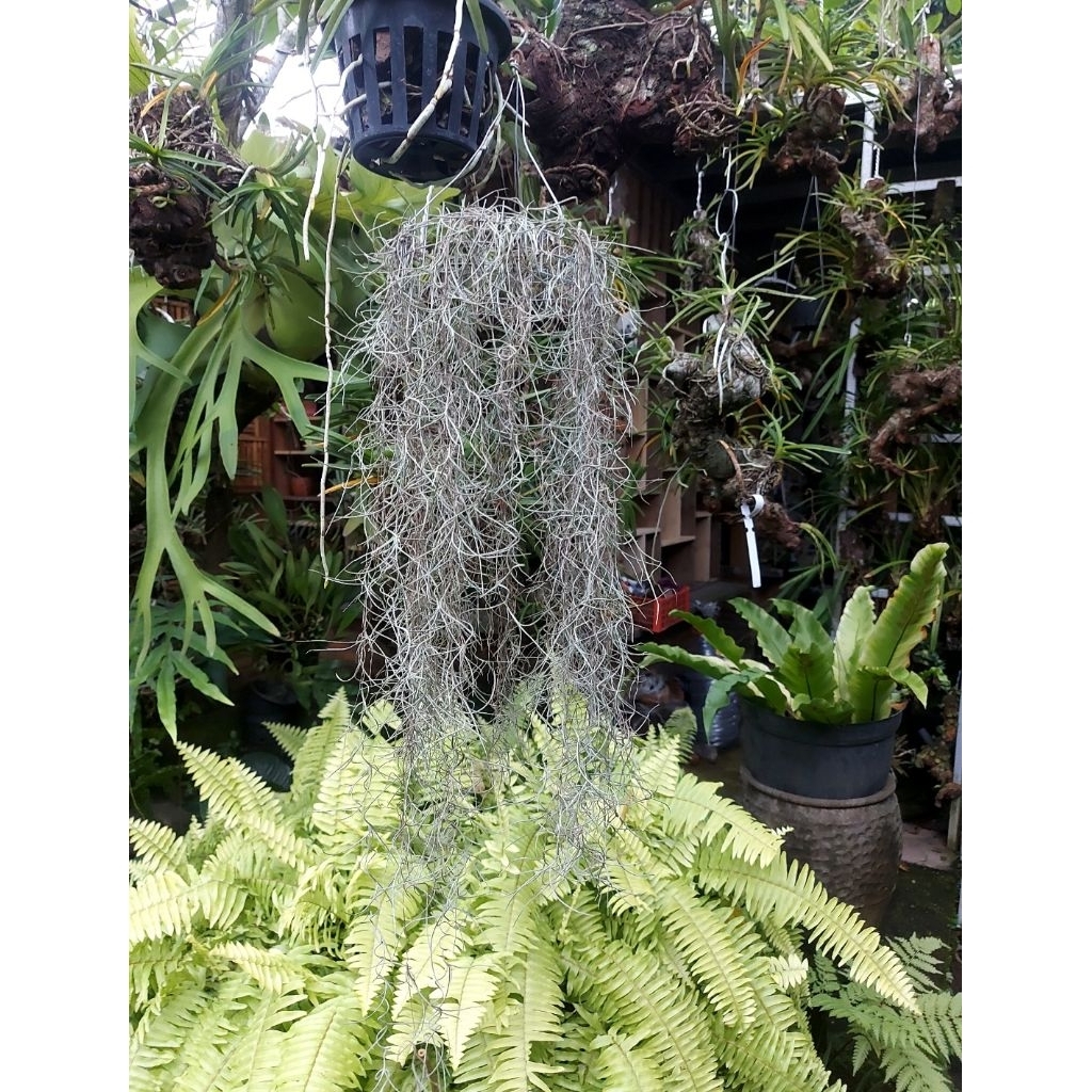 tanaman hias gantung jenggot musa