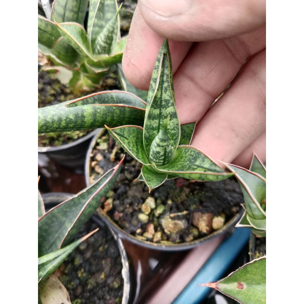 sansevieria 5rb bella black / tanaman lidah mertua bella black