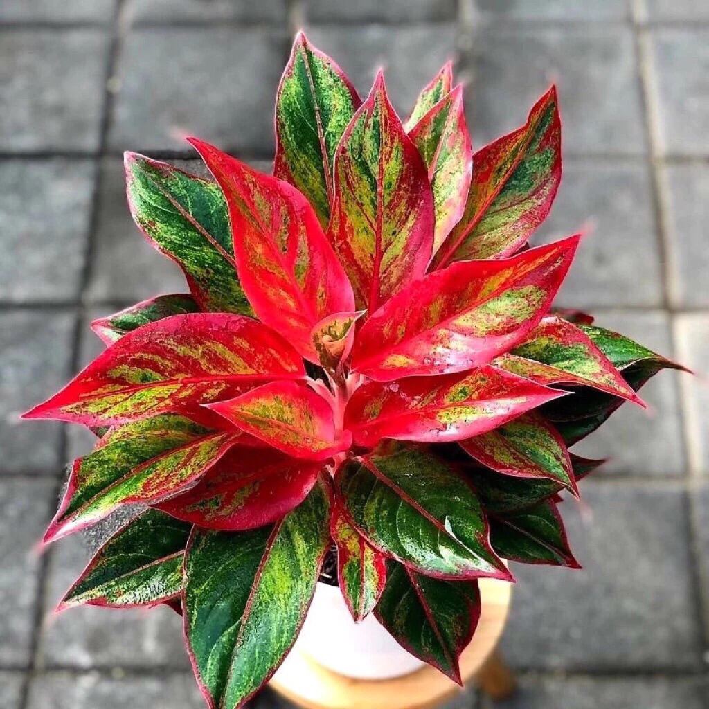 Tanaman Hias Aglonema Lipstik Merah Termurah - Aglo Lipstik Merah - Tanaman Hias Aglonema