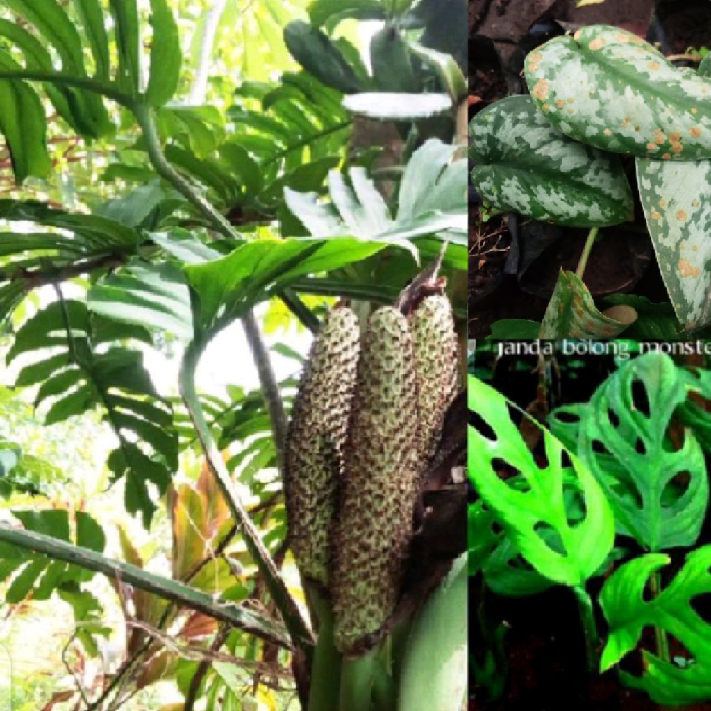 stek & tanaman Janda Bolong buah Monstera Deliciosa (cepat besar & berbuah berinang di pohon) rambat