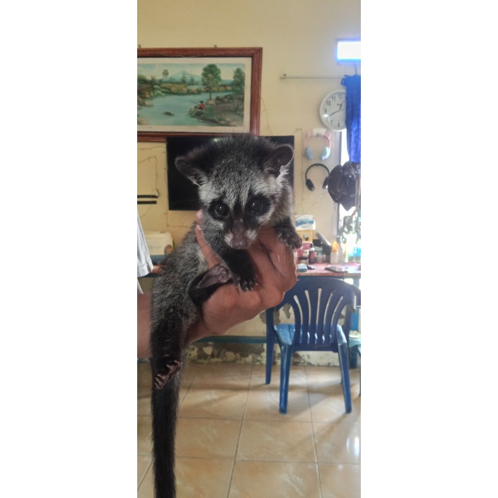 anak musang pandan jinak