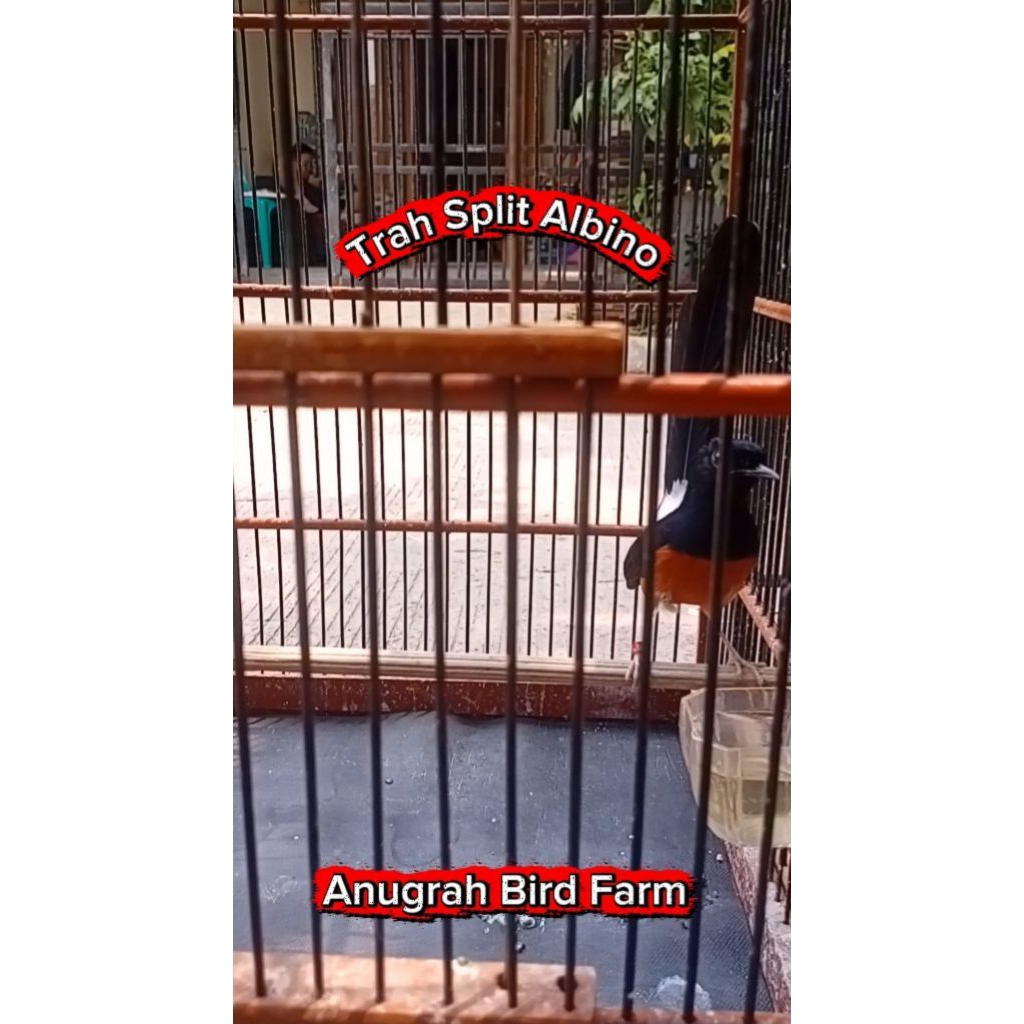 1 Pasang Murai Batu Trah Split Albino