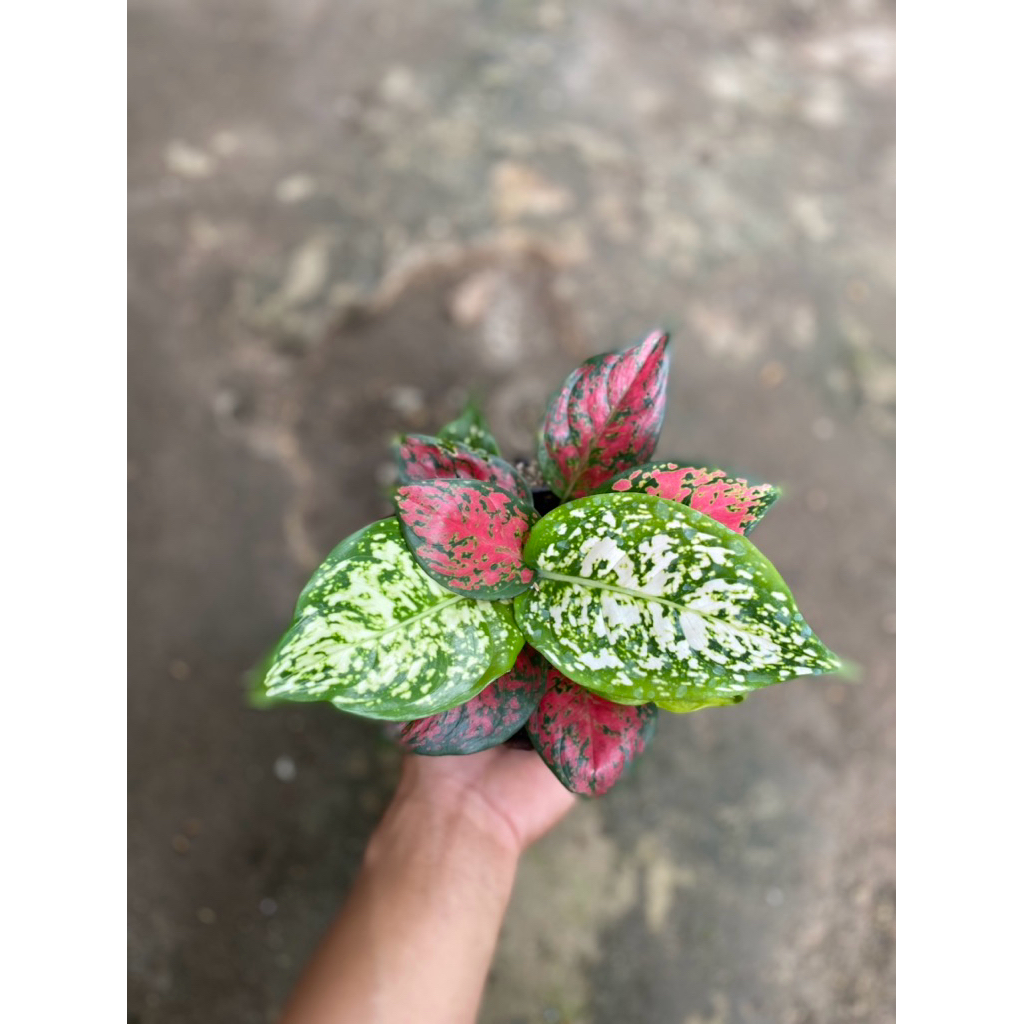 AGLONEMA MERAH PUTIH GROUPING