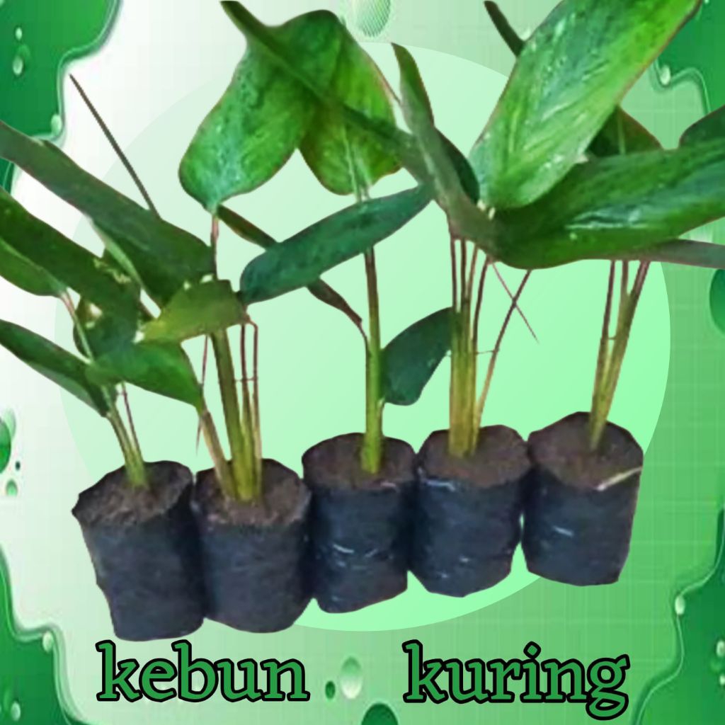 bibit umbi garut / tanaman umbi garut 1pcs