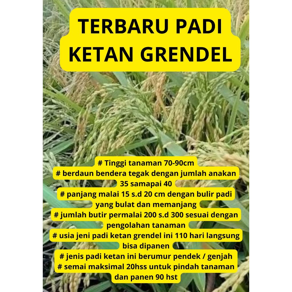 Benih Bibit Padi KETAN GRENDEL/KETAN PUTIH Kemasan 1 Kg