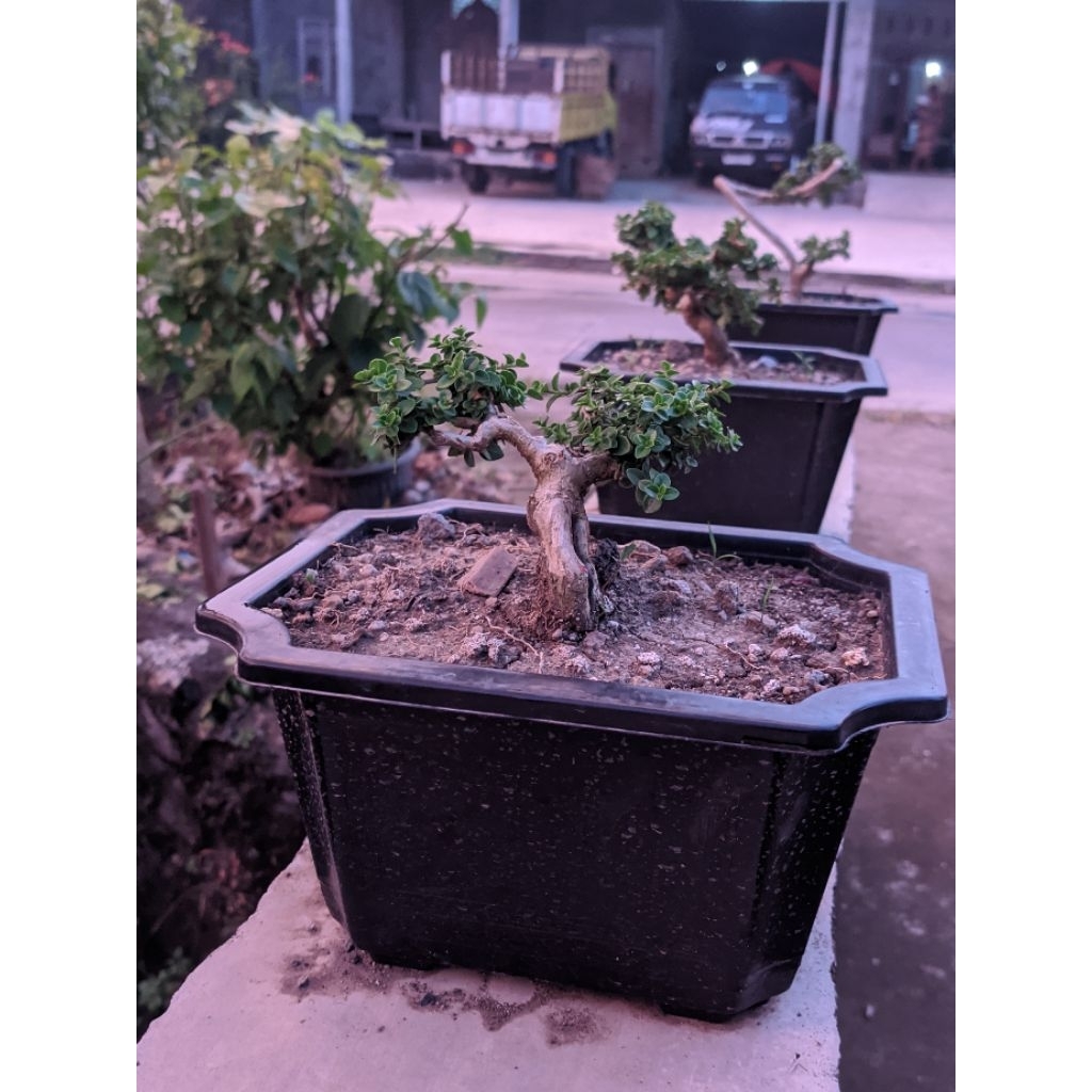 Bonsai sancang siap pajang