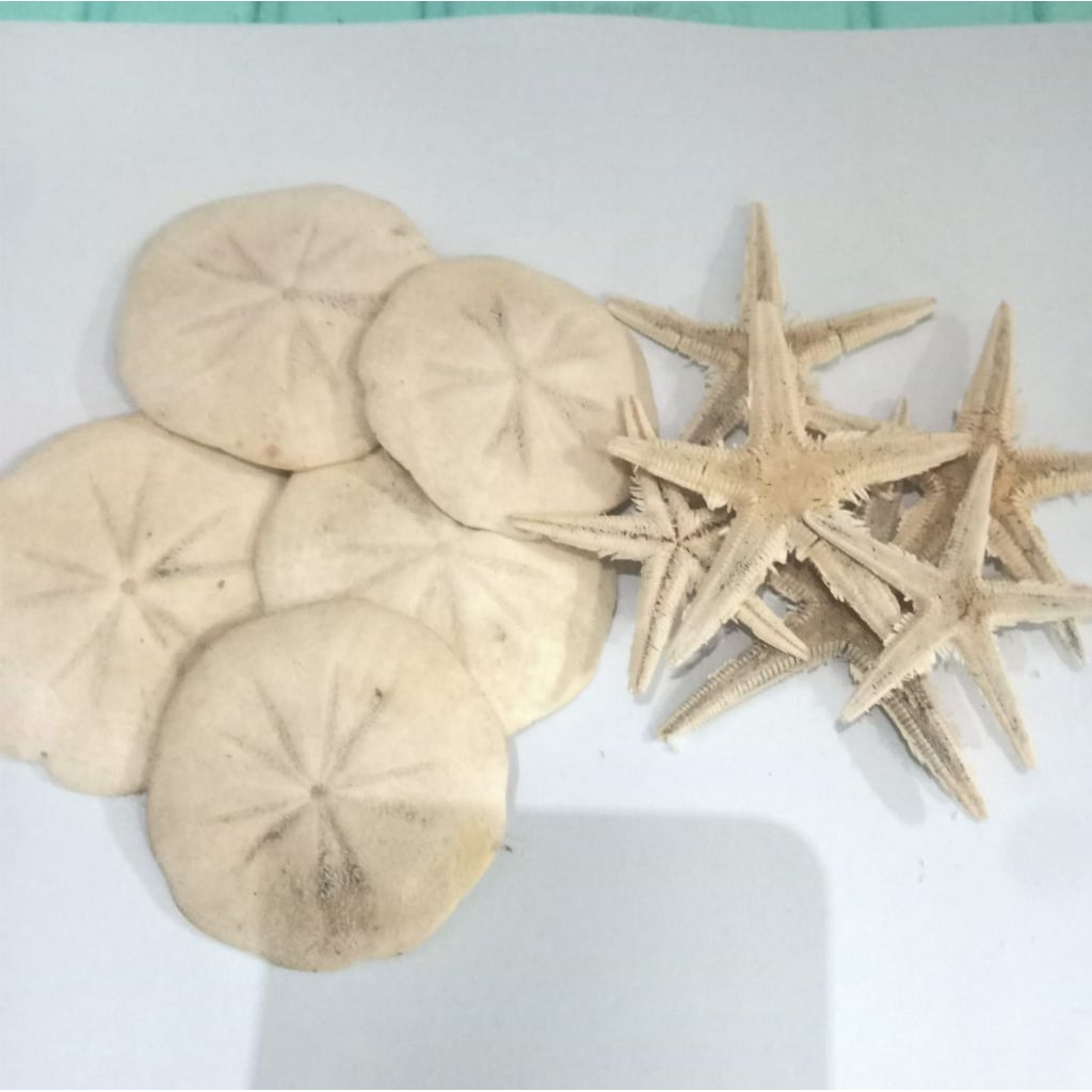 bintang dan bulan laut asli sepaket dapet 2 pcs
