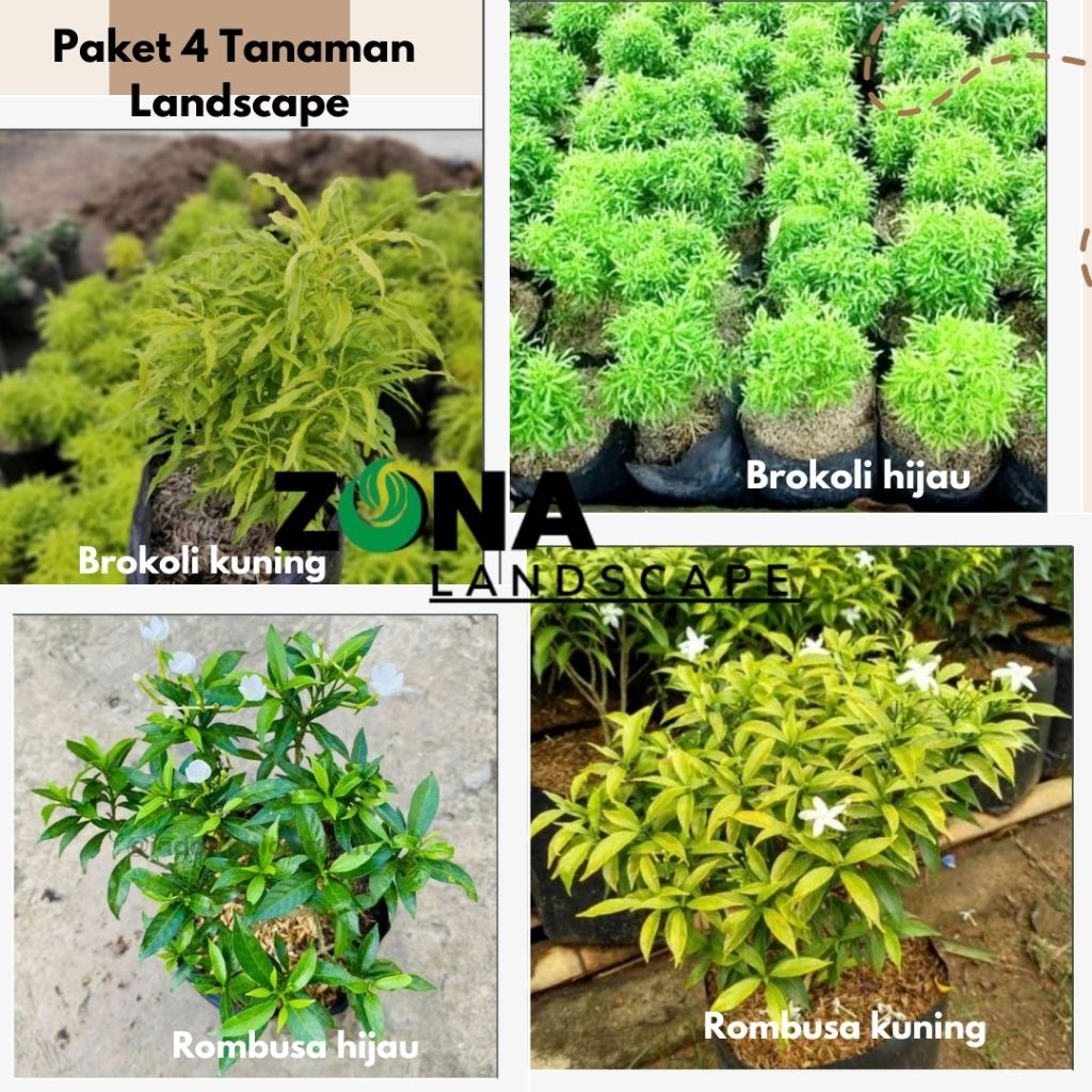 Paket 4 Tanaman Rombusa kuning rombusa hijau Brokoli kuning dan brokoli hijau