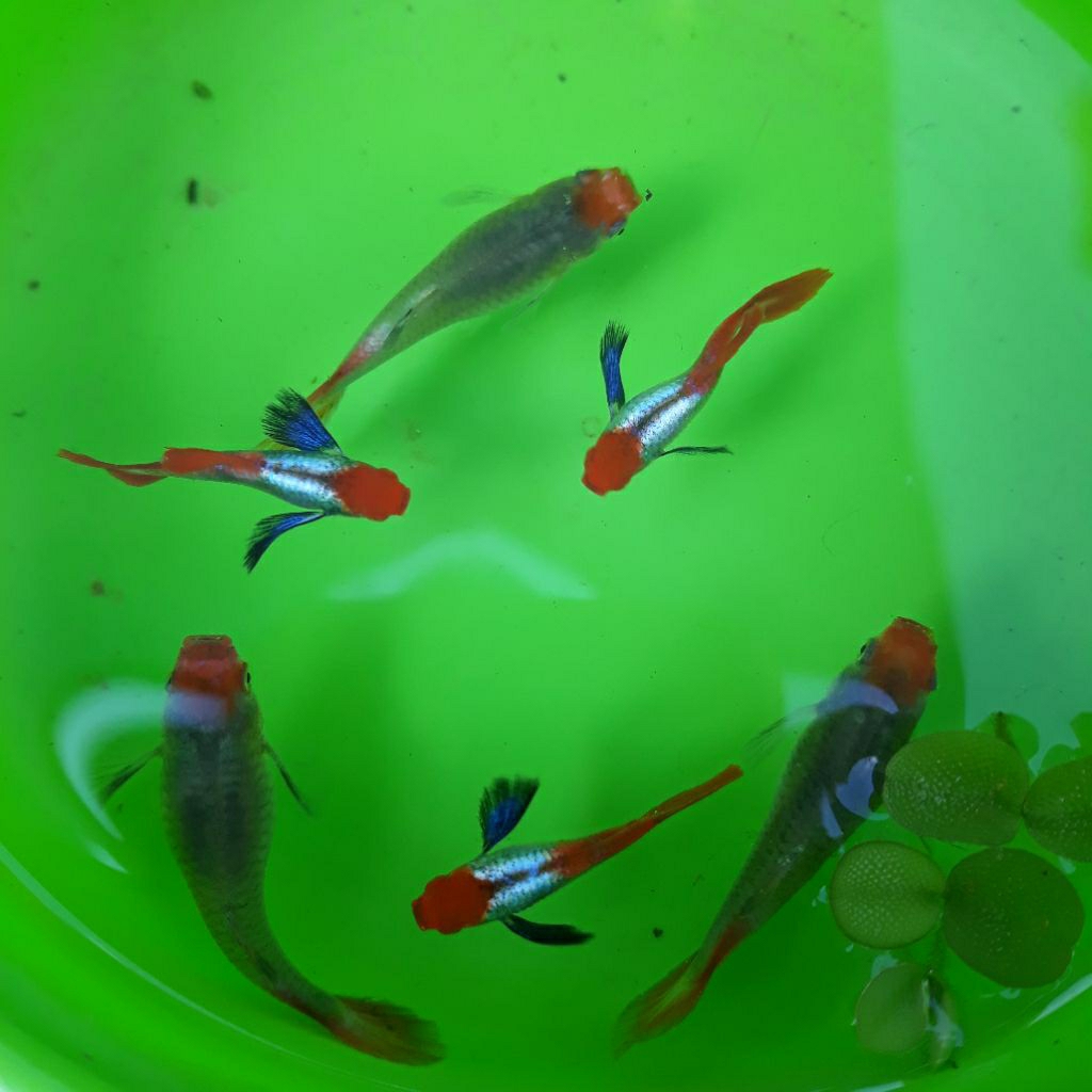 boneka guppy PRTDE Koi
