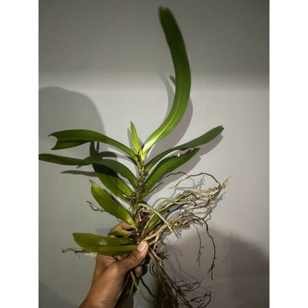 anggrek vanda hitam langka sp