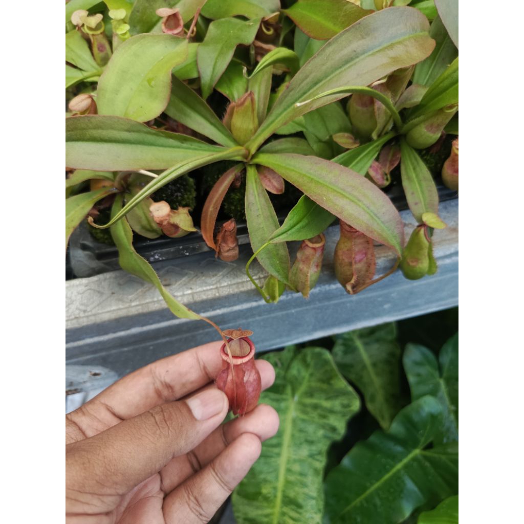 nepenthes mirabilis hybrid x (kampotiana x northiana) kantong semar tanaman karnivora