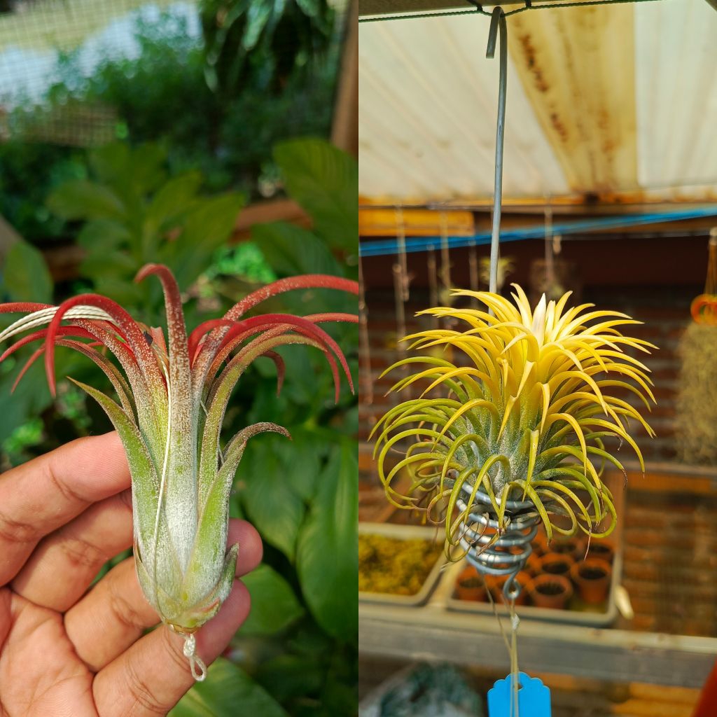 biji tillandsia ionantha rubra 'giant form'  x ionantha druid air plant tanaman udara unik epifit se