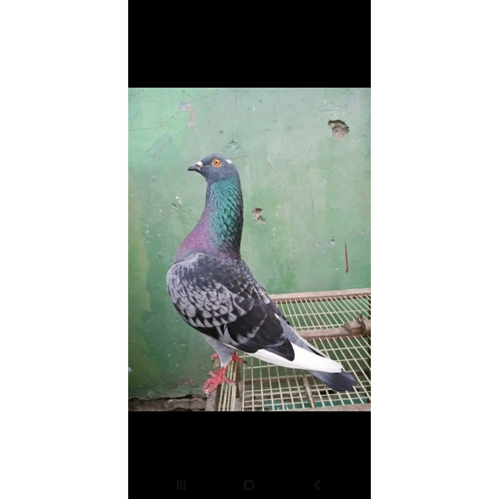 merpati kolong sepasang Giring keras .