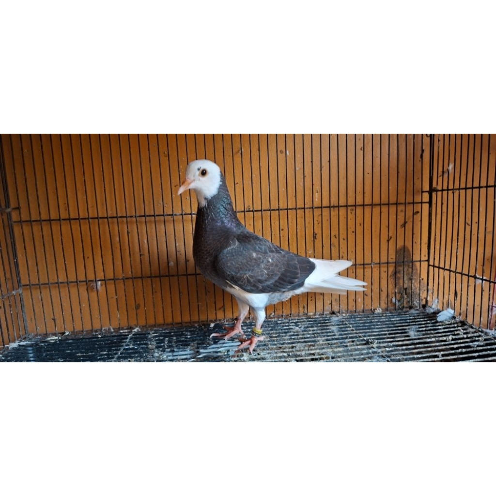 merpati anakan blantong hitam