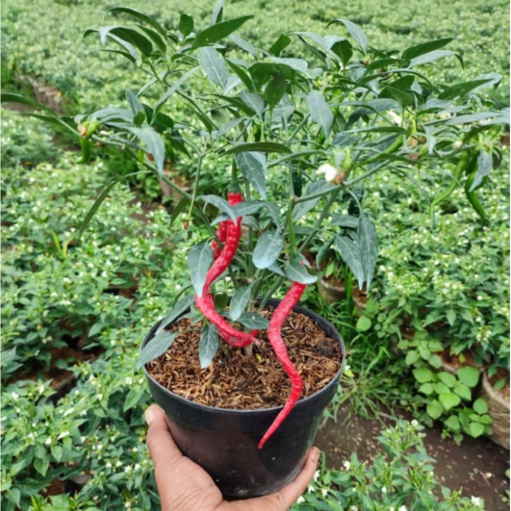Tanaman Sayur Cabe Keriting Merah Super / Pohon Cabai Keriting Super