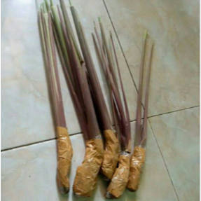 Bibit Sereh hitam / Sereh Wulung Bibit