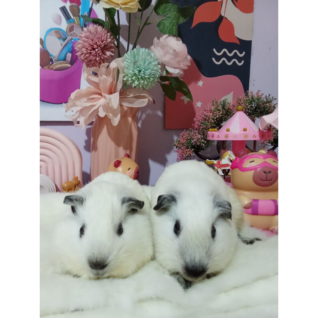 Sepasang Marmut California Remaja Guineapig Depok