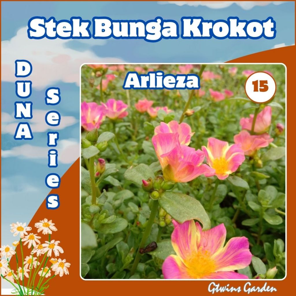 GG | 20 Stek Bibit Bunga Krokot  warna warni Duna Arlieza