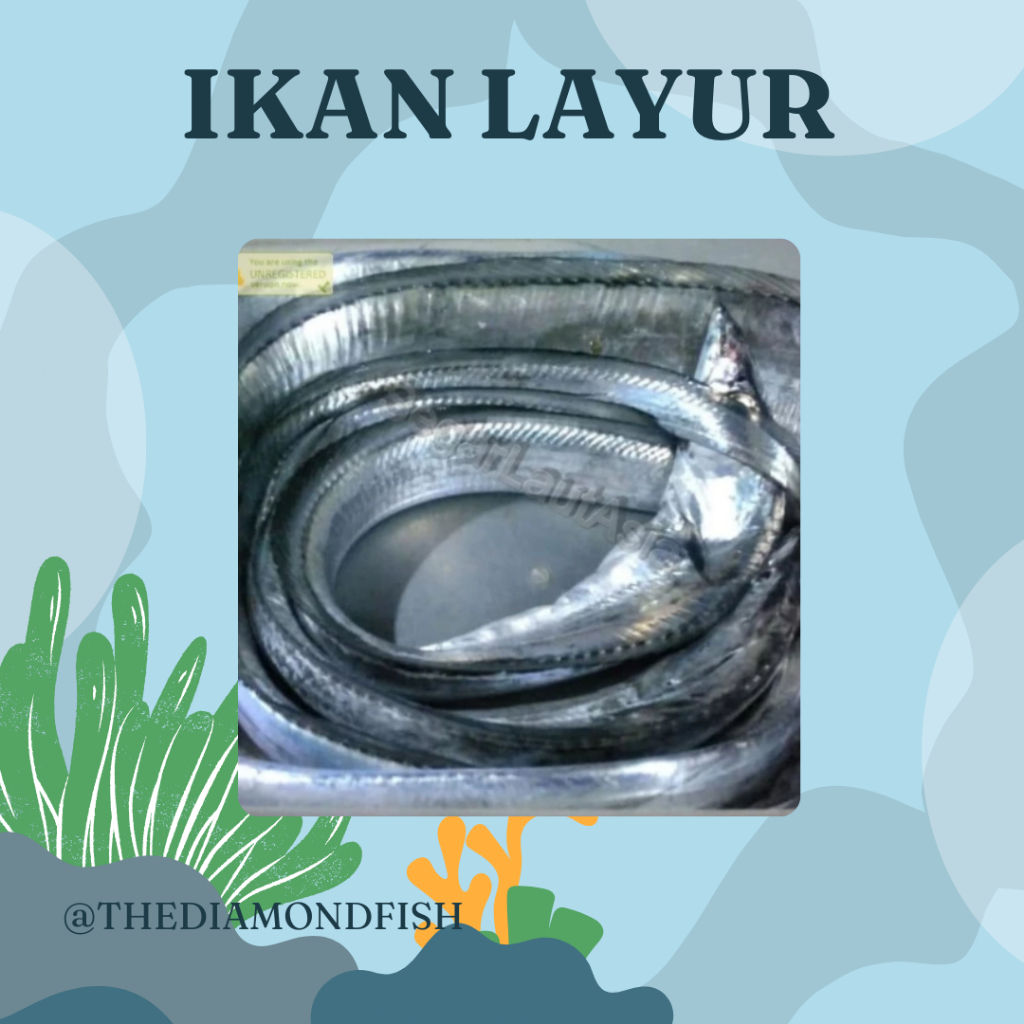 Ikan Layur 1Kg Ikan Layur Segar Ikan Layur Basah Segar Seafood Ikan Laut Ikan Segar 1Kg Makanan Laut