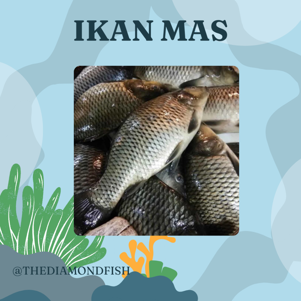 Ikan Mas 1Kg Ikan Mas Segar Ikan Emas Ikan Emas Segar