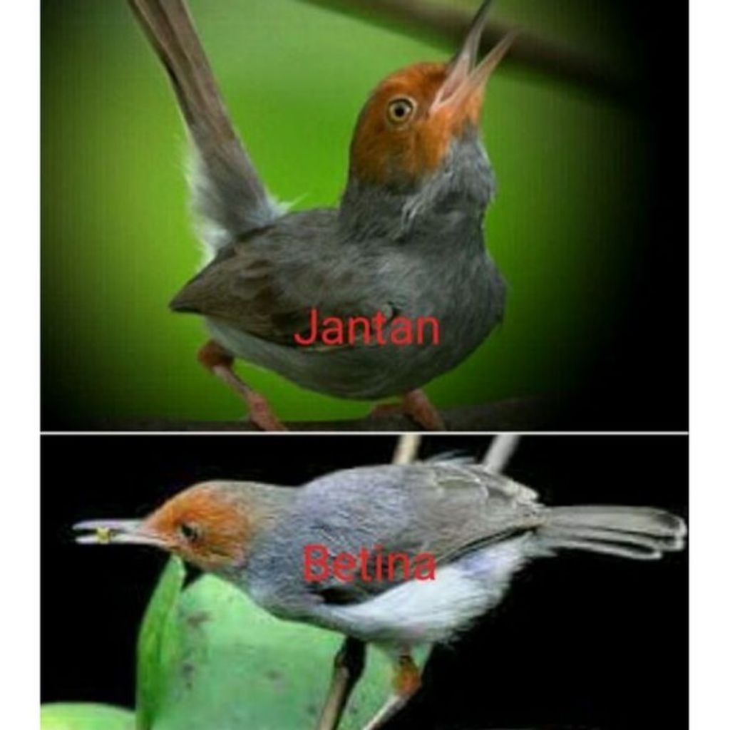 Prenjak atas SEPASANG